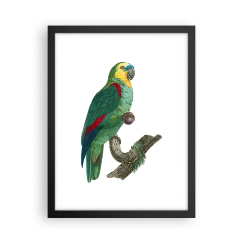 Poster in black frame - Parrot Portrait - 30x40 cm