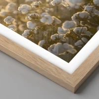 Light Oak