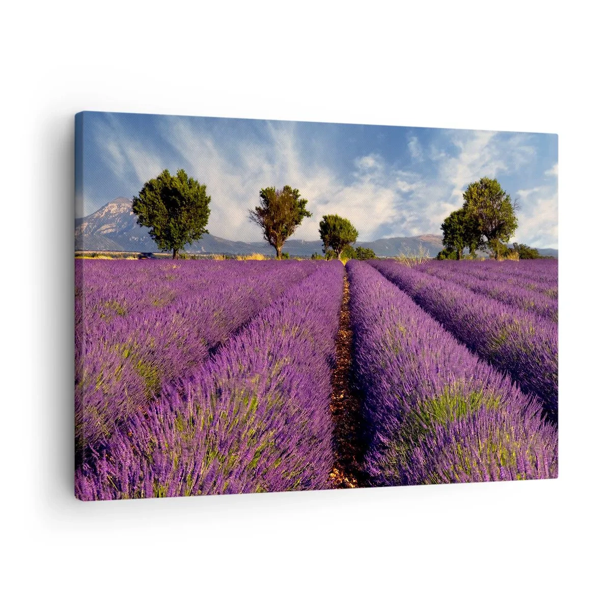 Canvas picture - A lavender field with trees against the backdrop of mountains and sky - 70x50cm - Lavender Fields - Modern wall decoration for the living room and bedroom ARTTOR