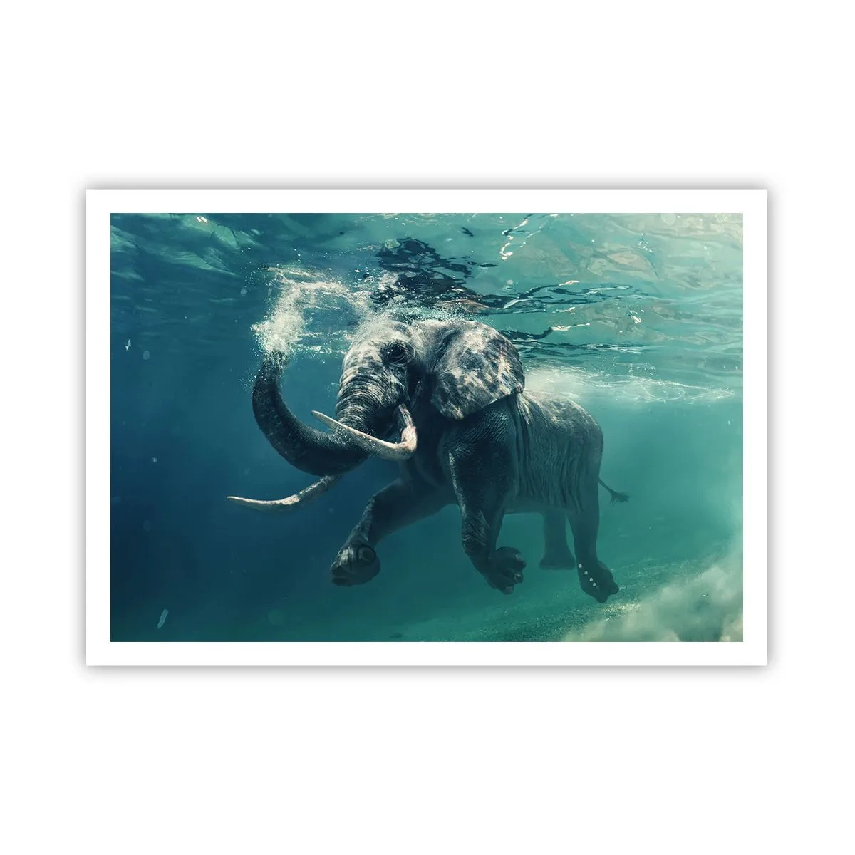 Poster - Everyone Likes to Swim - 100x70 cm