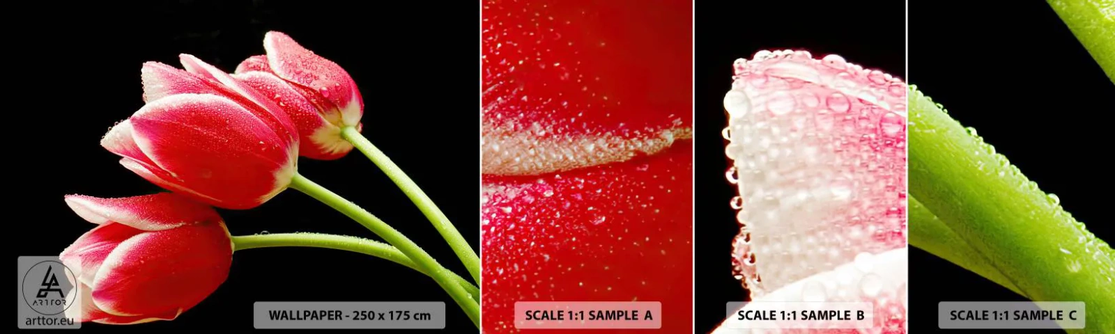 Photo Wallpaper Sample Standard Eco - Promise of Pure Love - Flowers, Tulips, Nature - 100x30 cm