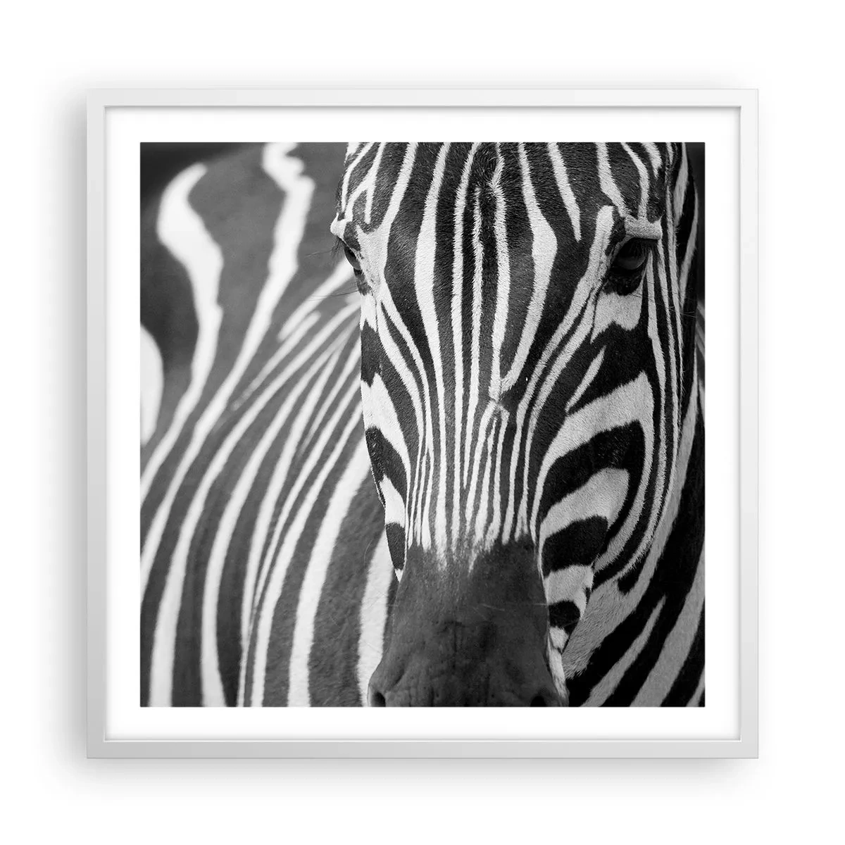 Poster in white frmae - World Is Black and White - 60x60 cm