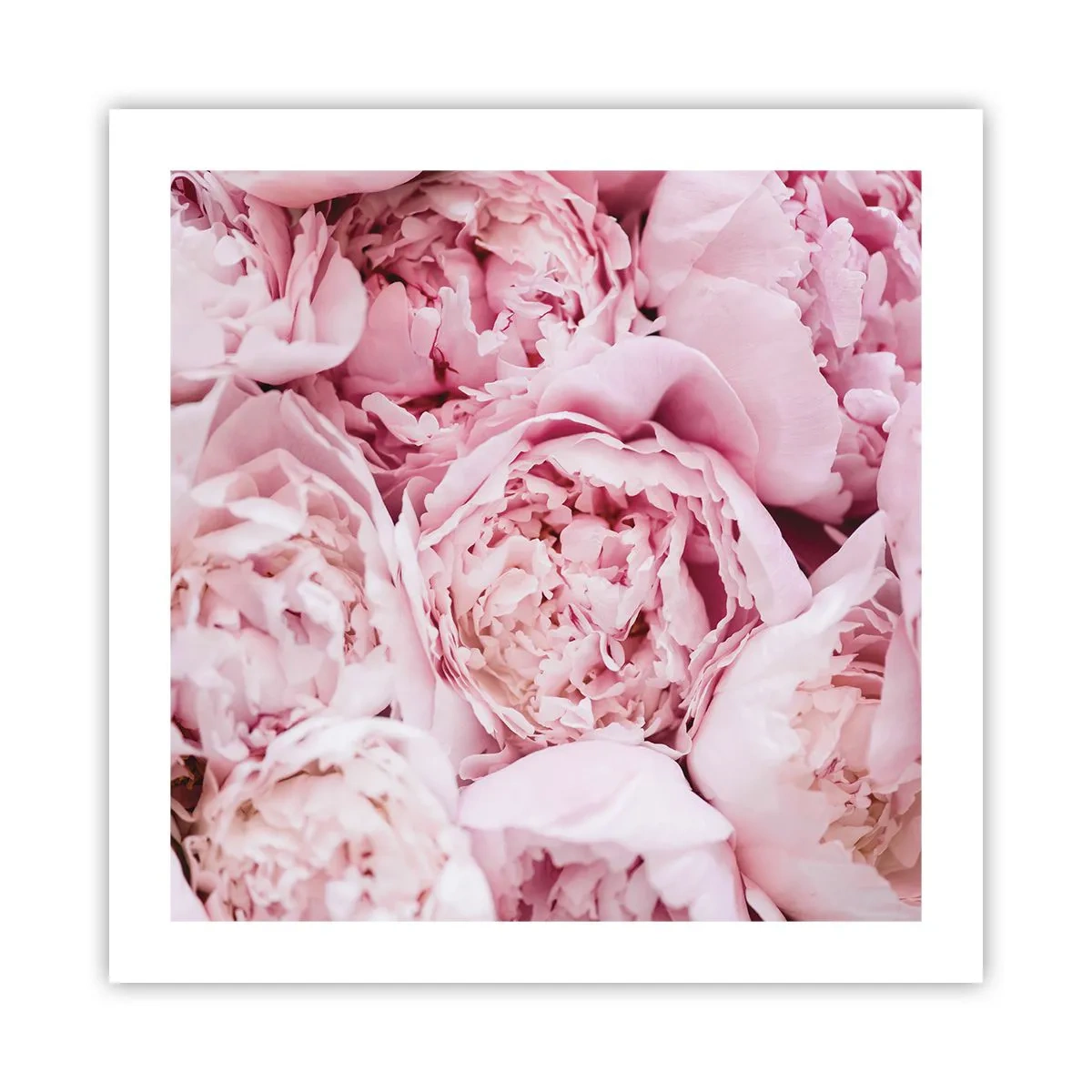Poster - Cuddly and Fragrant - 50x50 cm