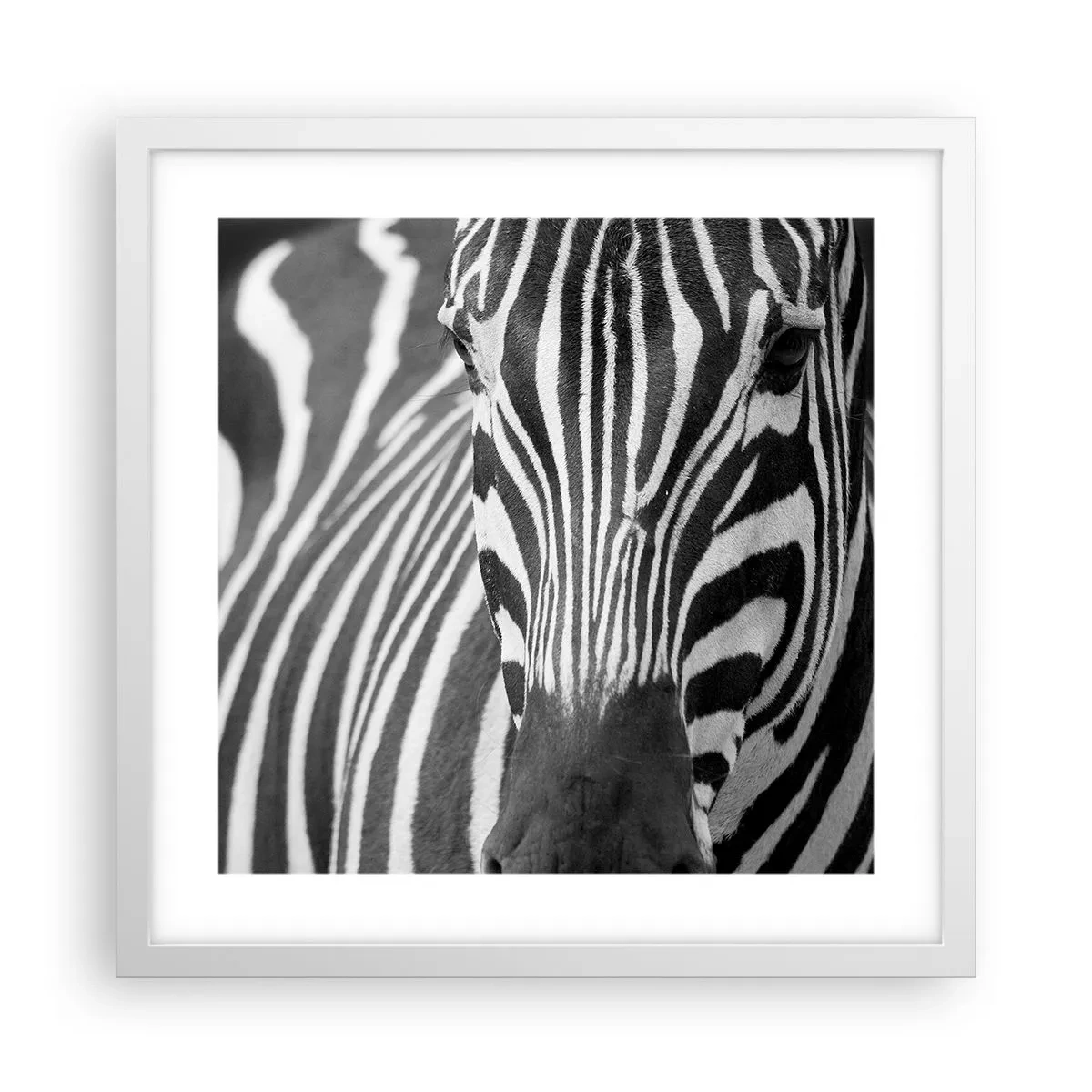 Poster in white frmae - World Is Black and White - 40x40 cm