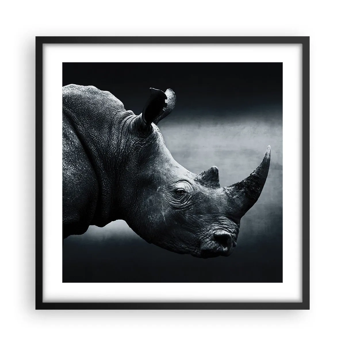 Poster in black frame - Right Profile - 50x50 cm