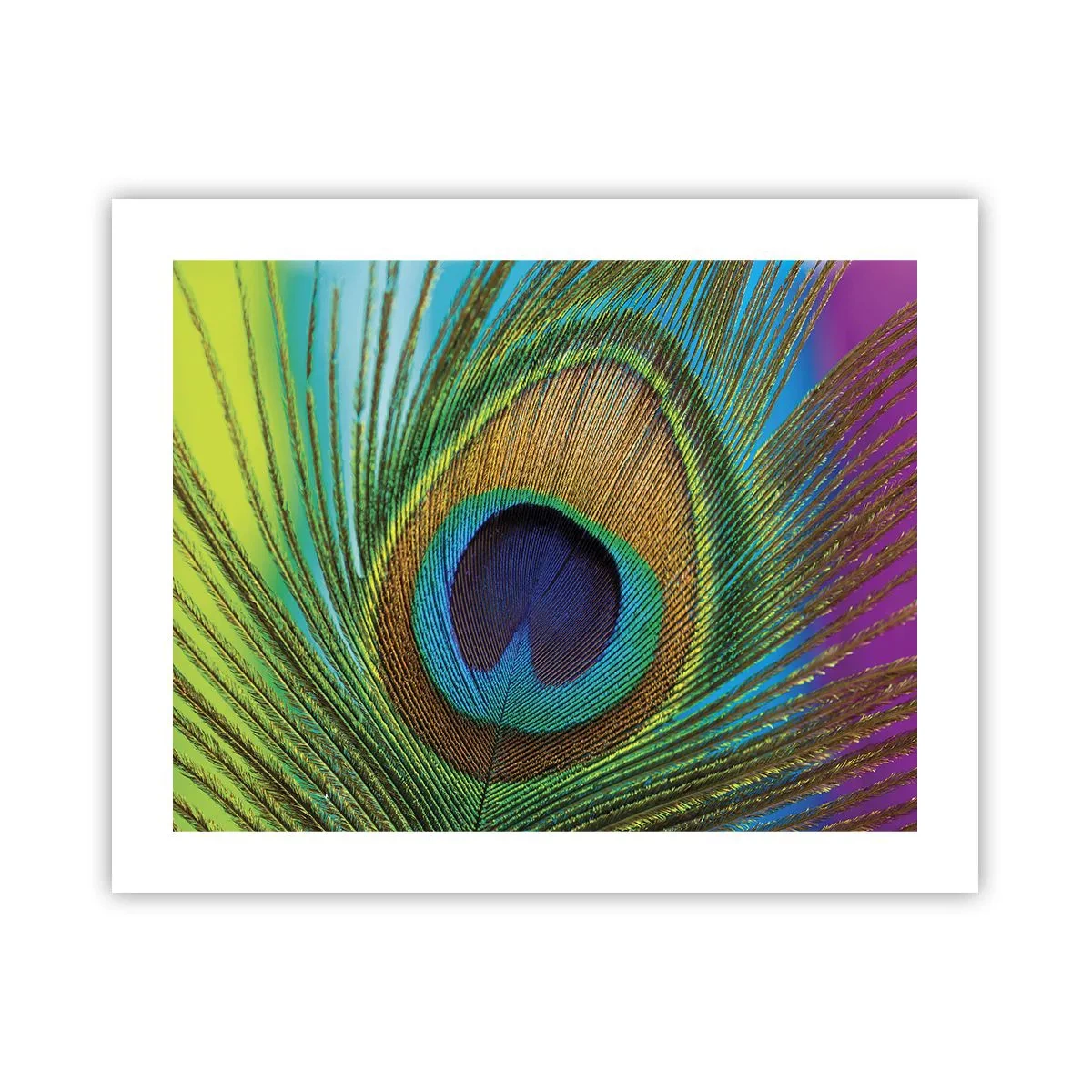 Poster - Eye to Eye - 50x40 cm