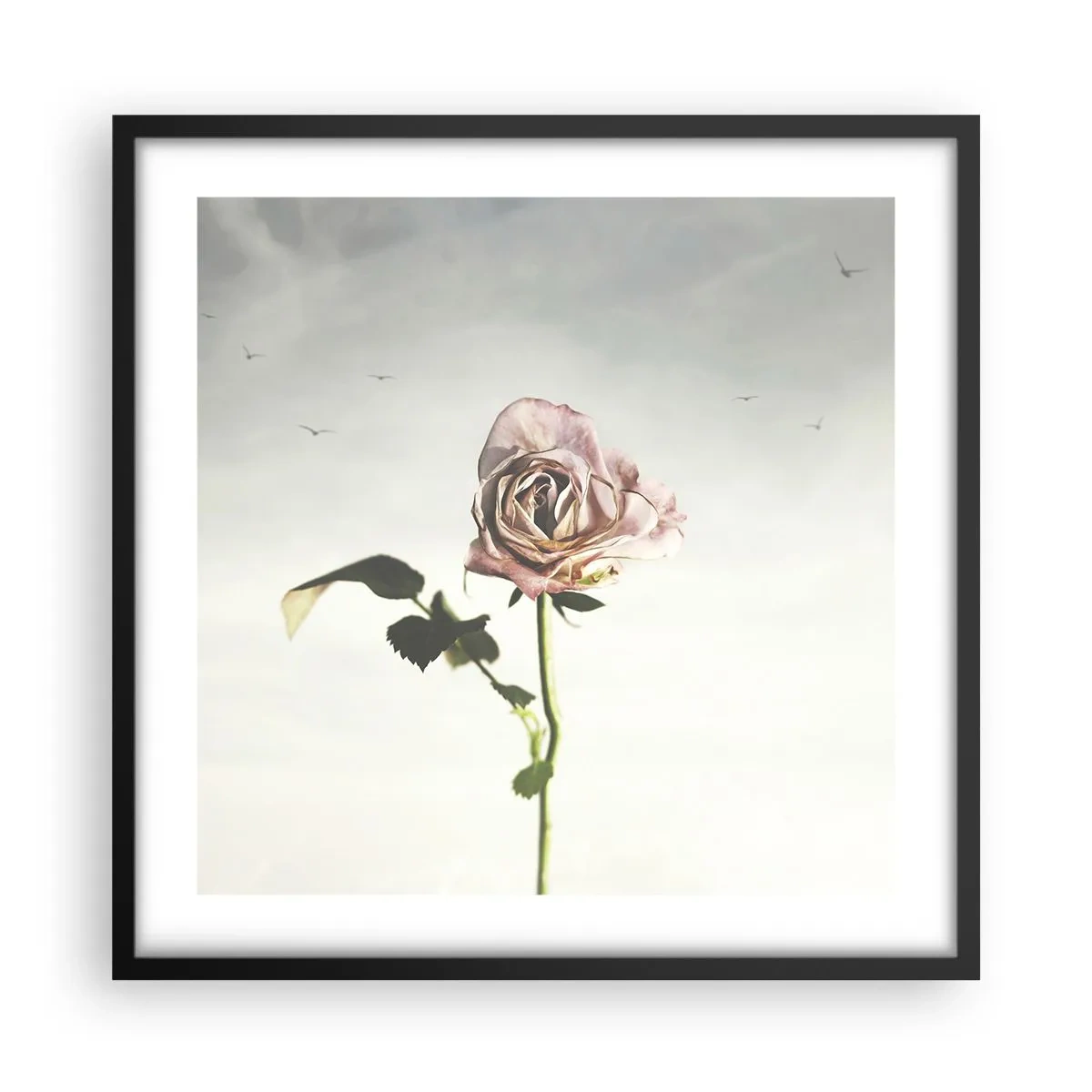 Poster in black frame - Welcoming of Spring - 50x50 cm