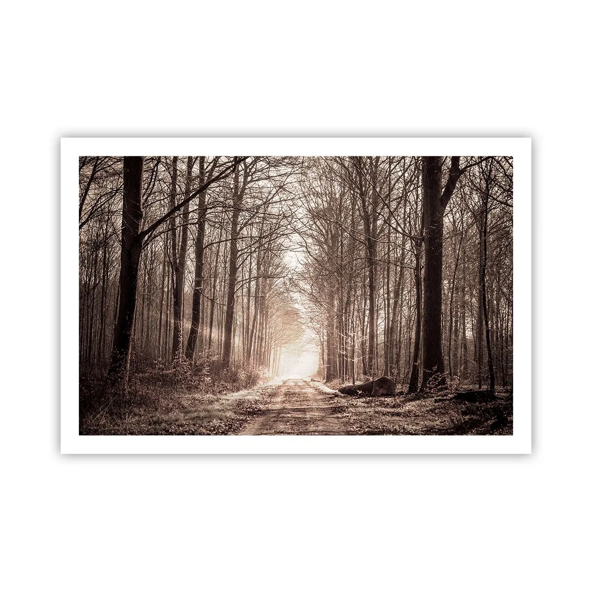 Poster - Cathedral of the Forest - 91x61 cm