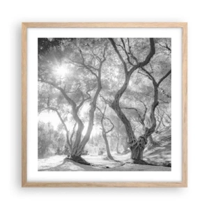 Poster in light oak frame - In an Olive Grove - 50x50 cm