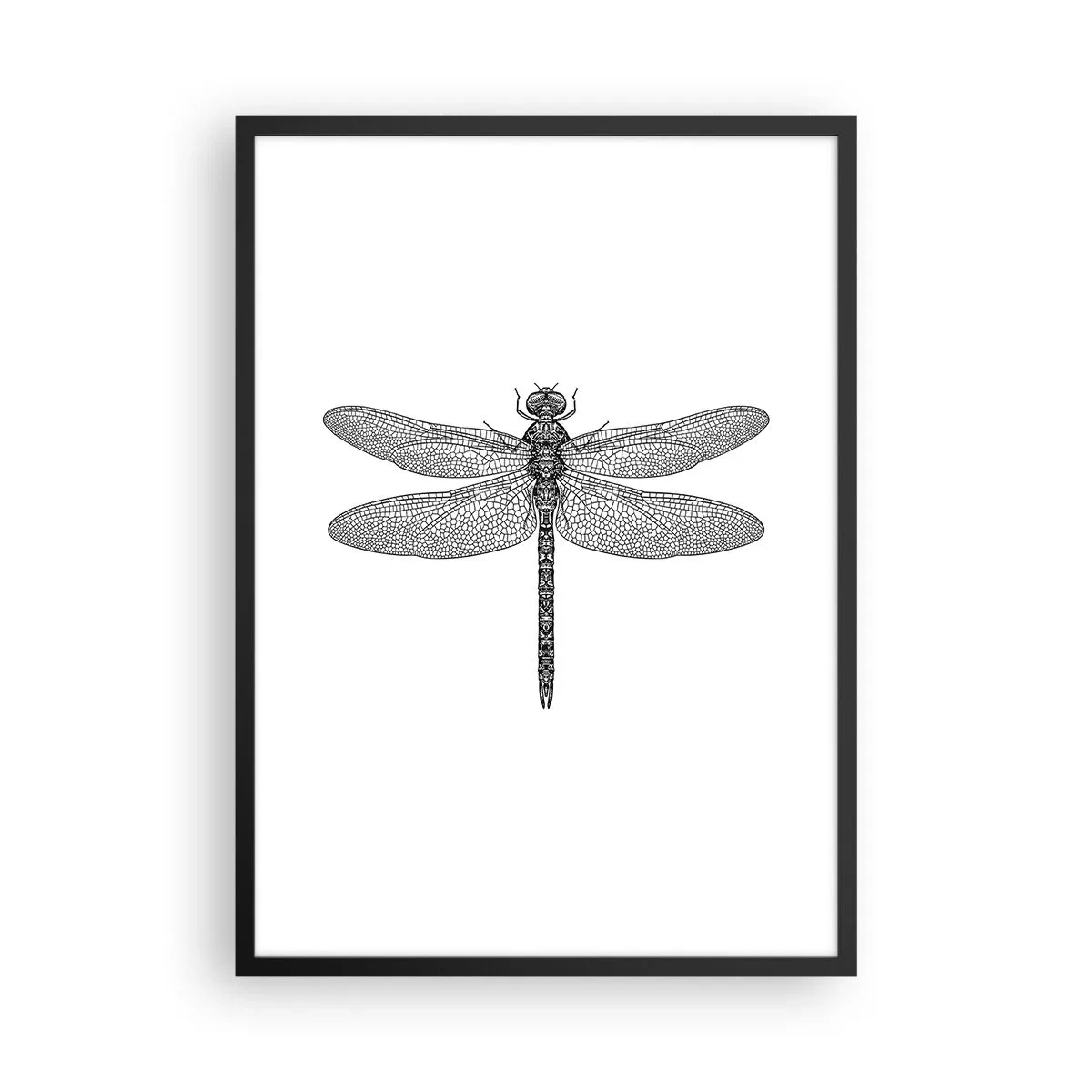 Poster in black frame - Precision of Nature - 50x70 cm