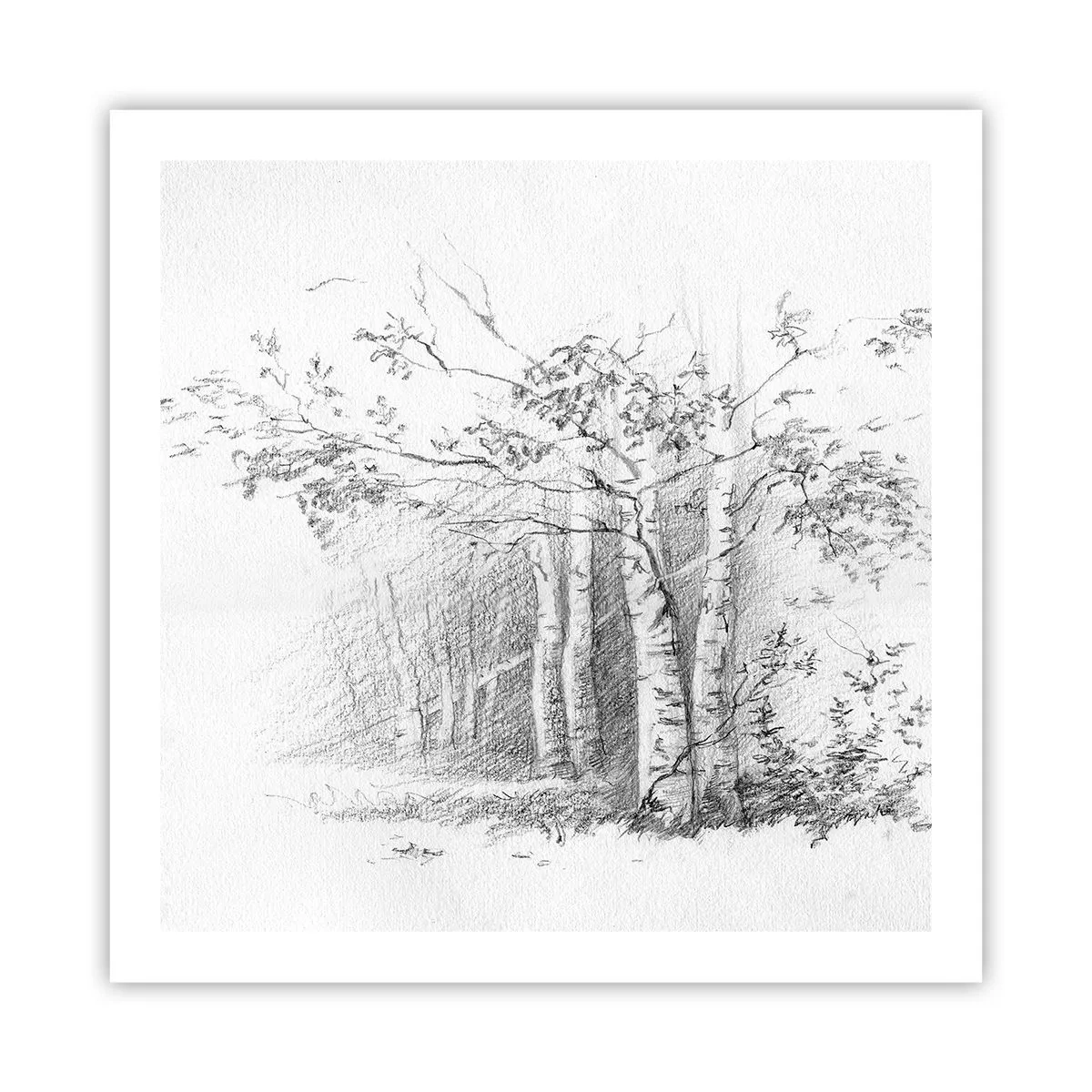Poster - Holiday of Birch Forest - 60x60 cm