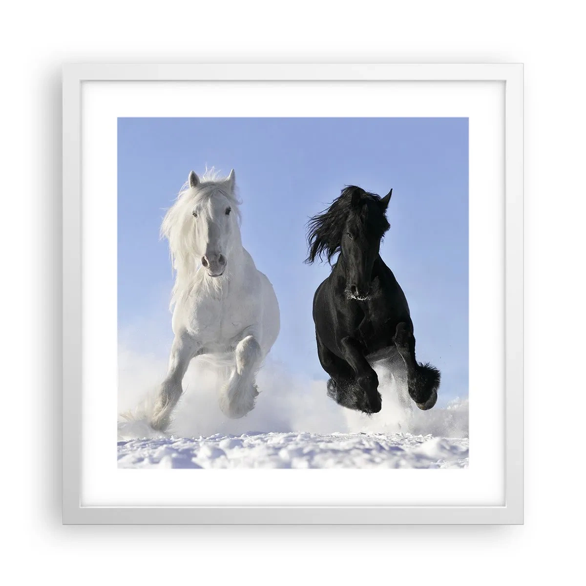 Poster in white frmae - Black and White Gallop - 40x40 cm