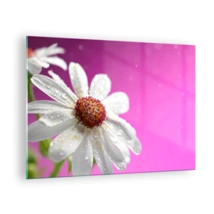 Glass picture - Macro photography of a white flower with dew drops against a pink background - 70x50cm - Modest in Its Beauty - Modern wall decoration for the living room and bedroom ARTTOR