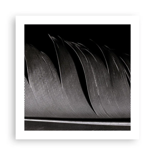 Poster - Feather - Wonderful Constract - 50x50 cm