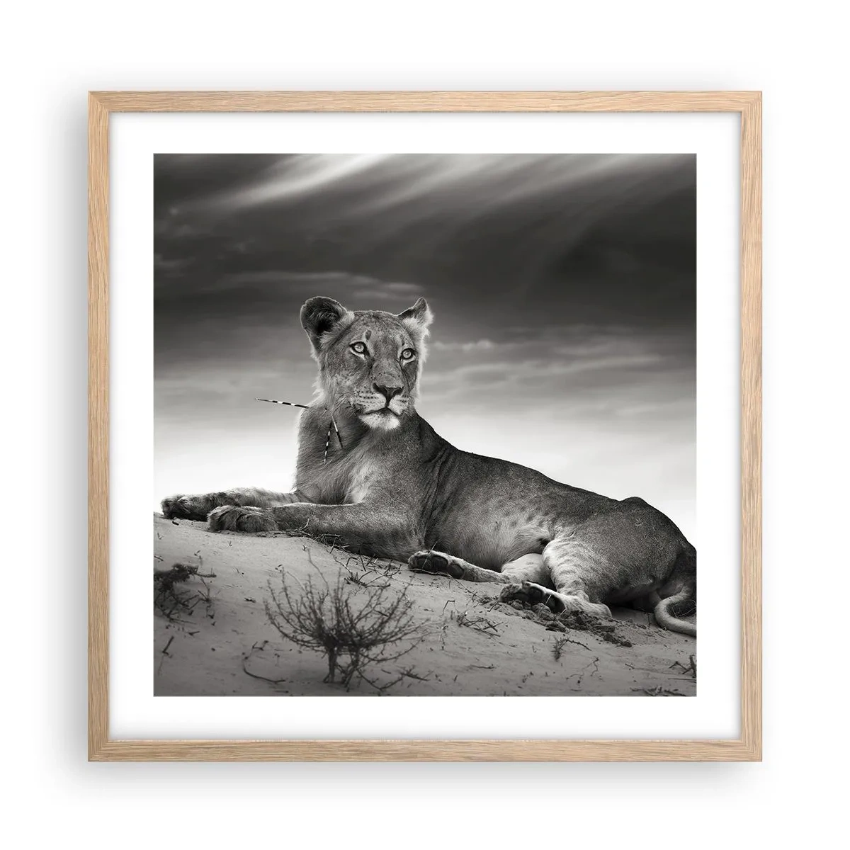 Poster in light oak frame - Queen of Desert Is Resting - 50x50 cm