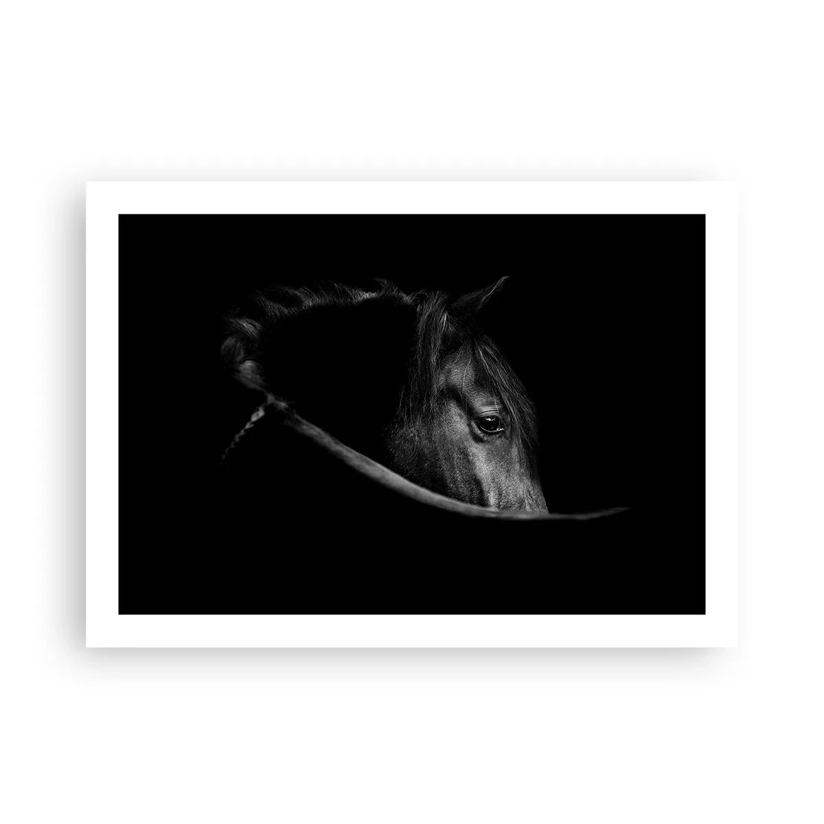 Poster - Black Prince - 70x50 cm