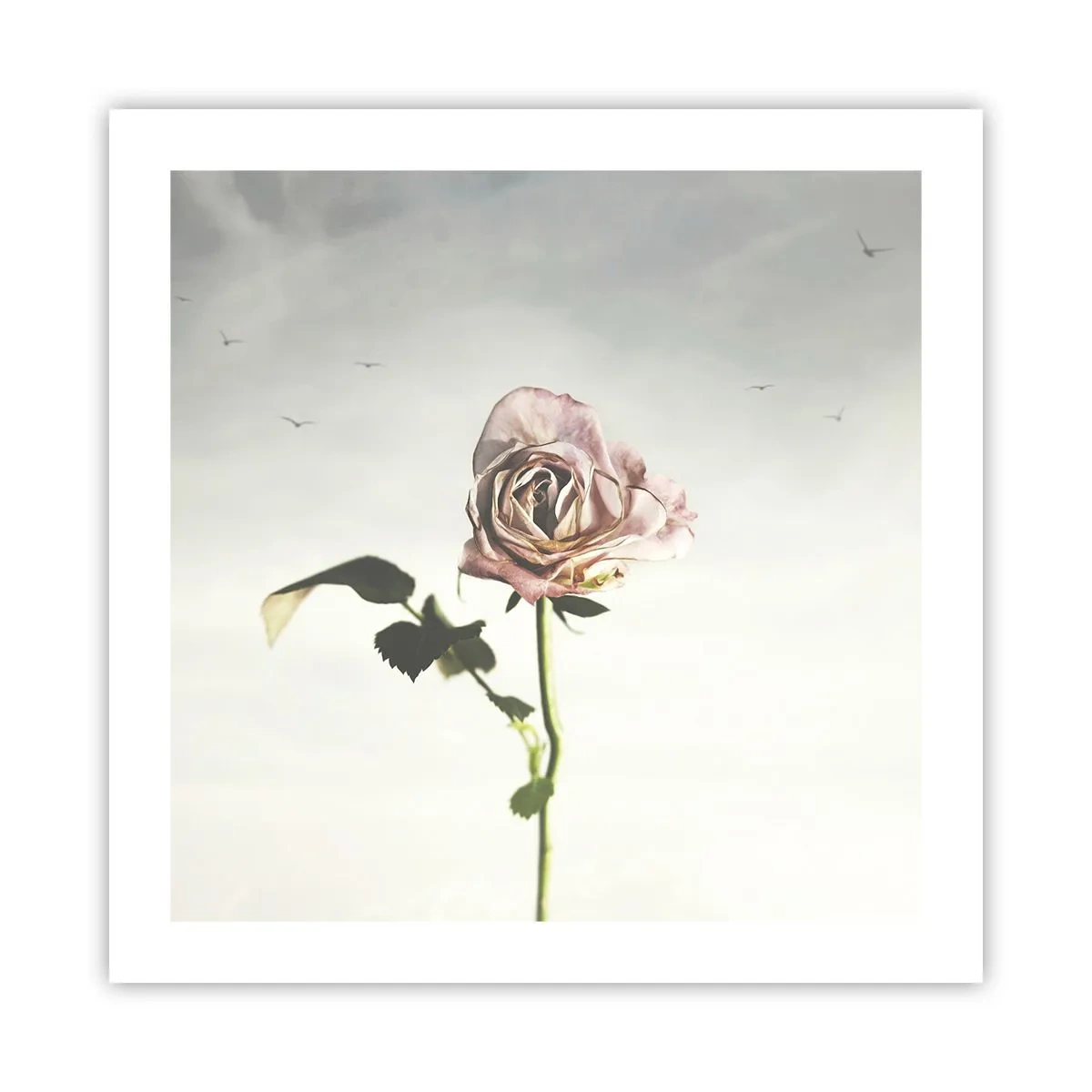 Poster - Welcoming of Spring - 50x50 cm