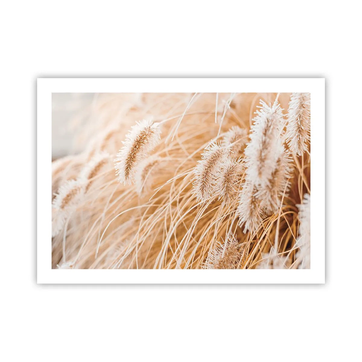 Poster - Golden Rustling of Grass - 70x50 cm