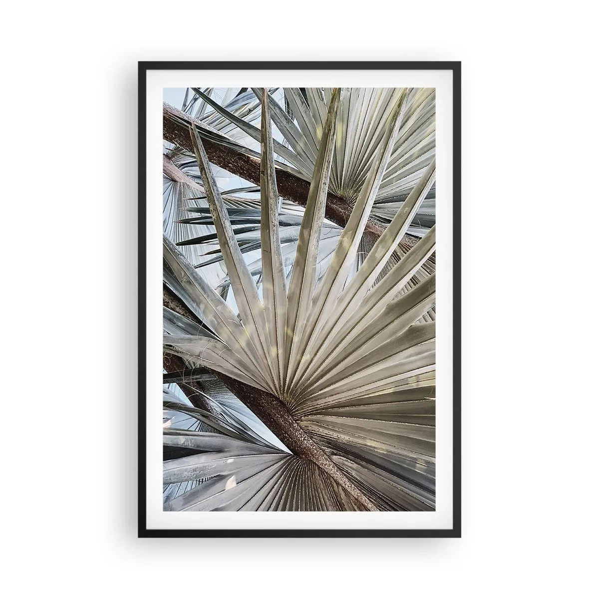 Poster in black frame - Fans in tropics - 61x91 cm