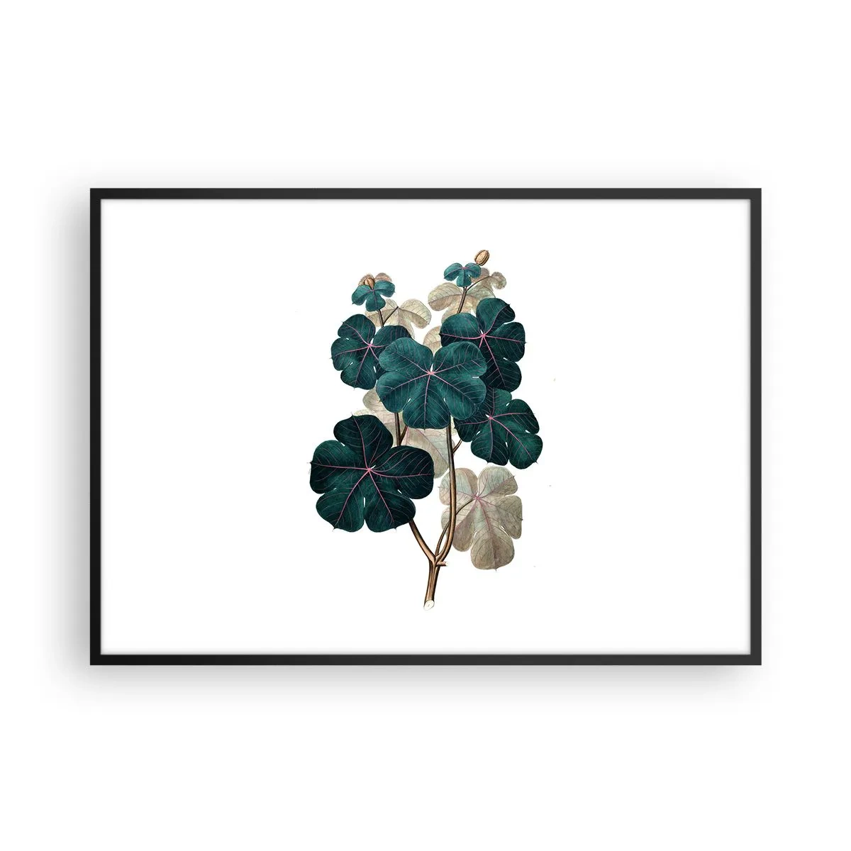 Poster in black frame - From the Old Herbarium - 100x70 cm