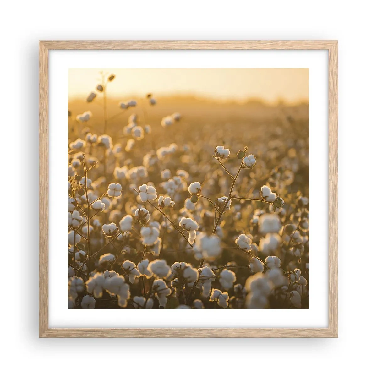Poster in light oak frame - Fluffy Field - 50x50 cm