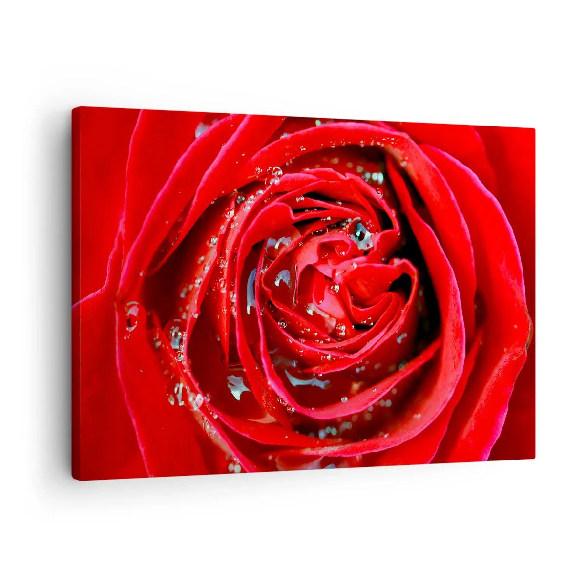 Canvas picture - Close-up of a red rose with water drops on the petals - 70x50cm - In Dew Drops - Modern wall decoration for the living room and bedroom ARTTOR