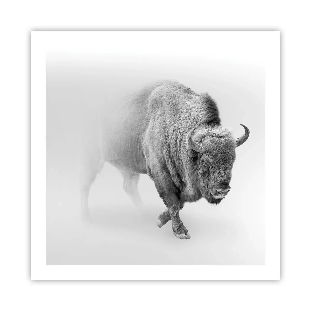 Poster - King of the Prairie - 60x60 cm