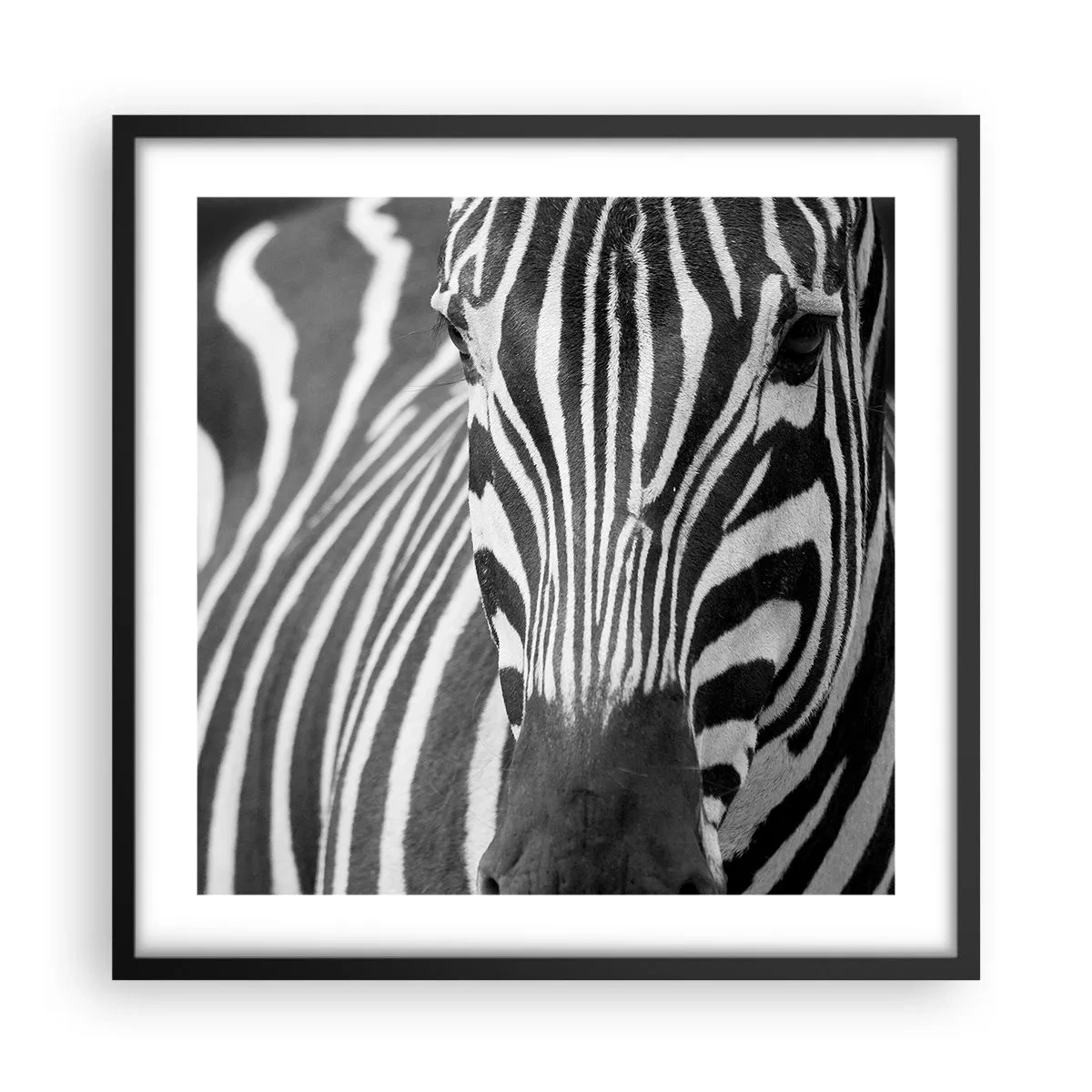 Poster in black frame - World Is Black and White - 50x50 cm
