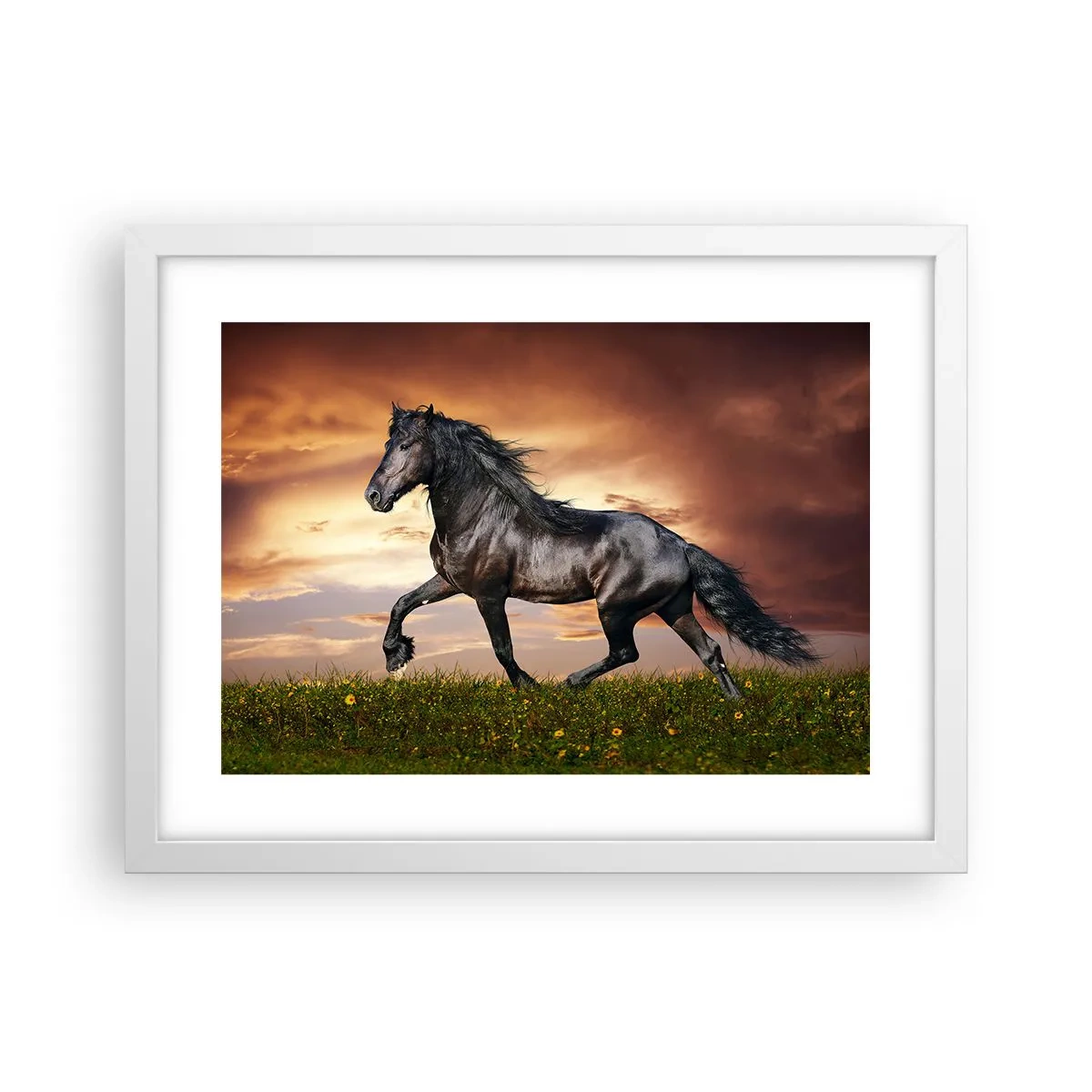 Poster in white frmae - Black Prince - 40x30 cm