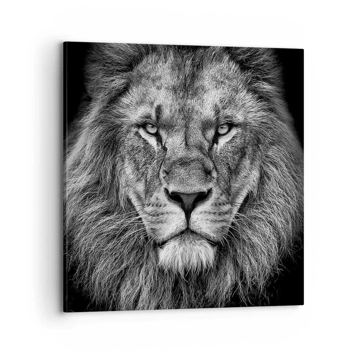 Canvas picture - In Coronation Clothes - 70x70 cm