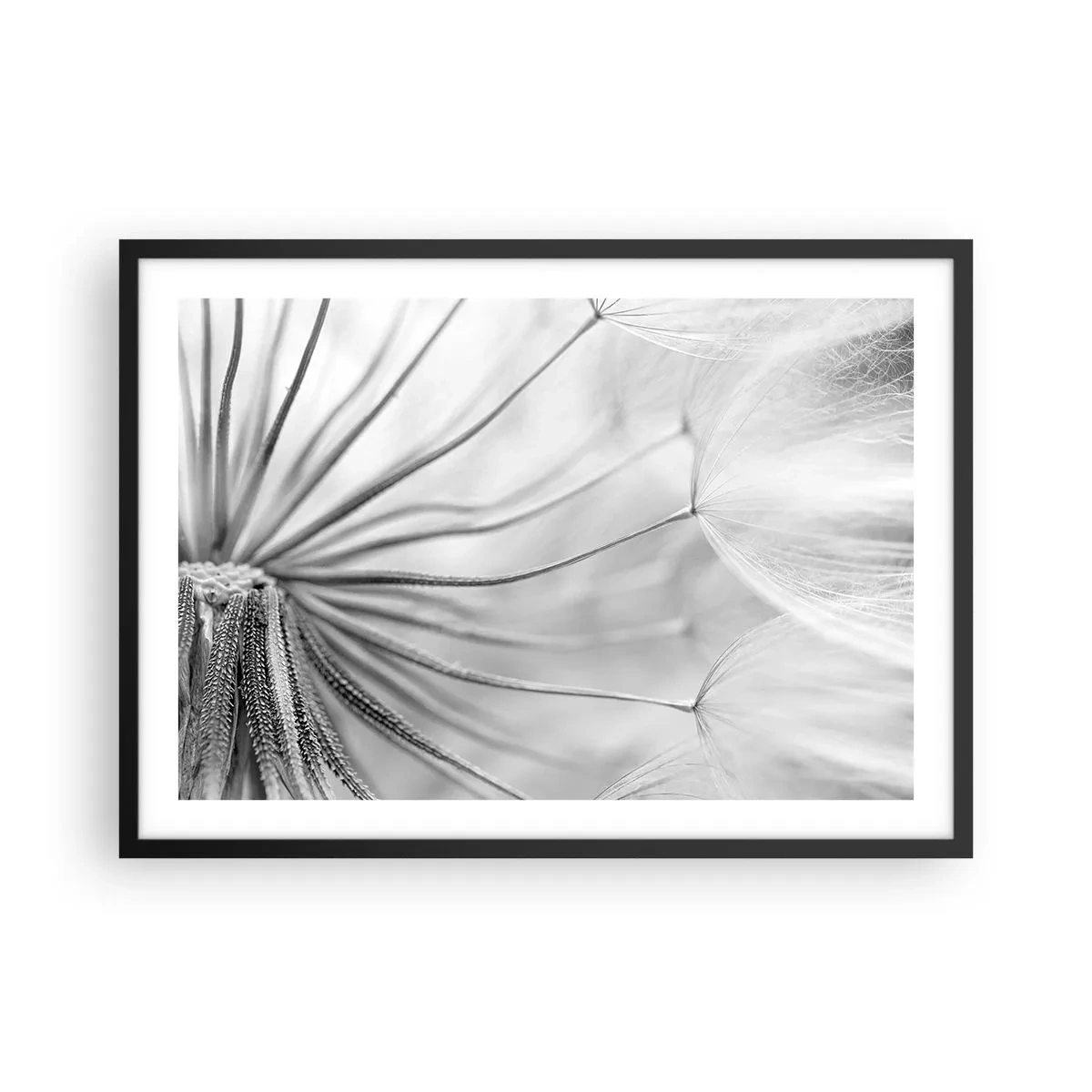 Poster in black frame - Dandelion Kites - 70x50 cm