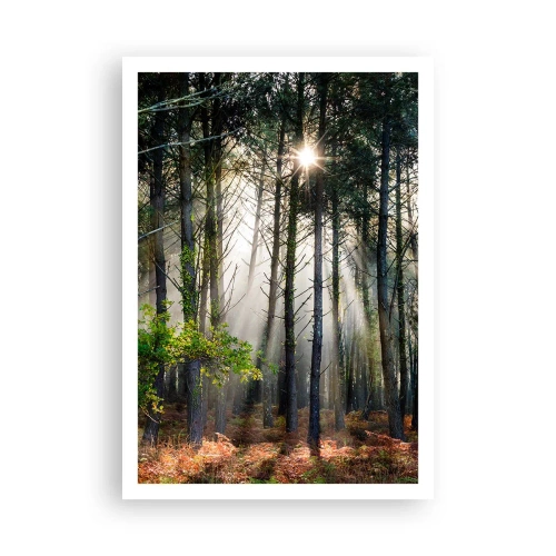 Poster - Woodland Area - 70x100 cm