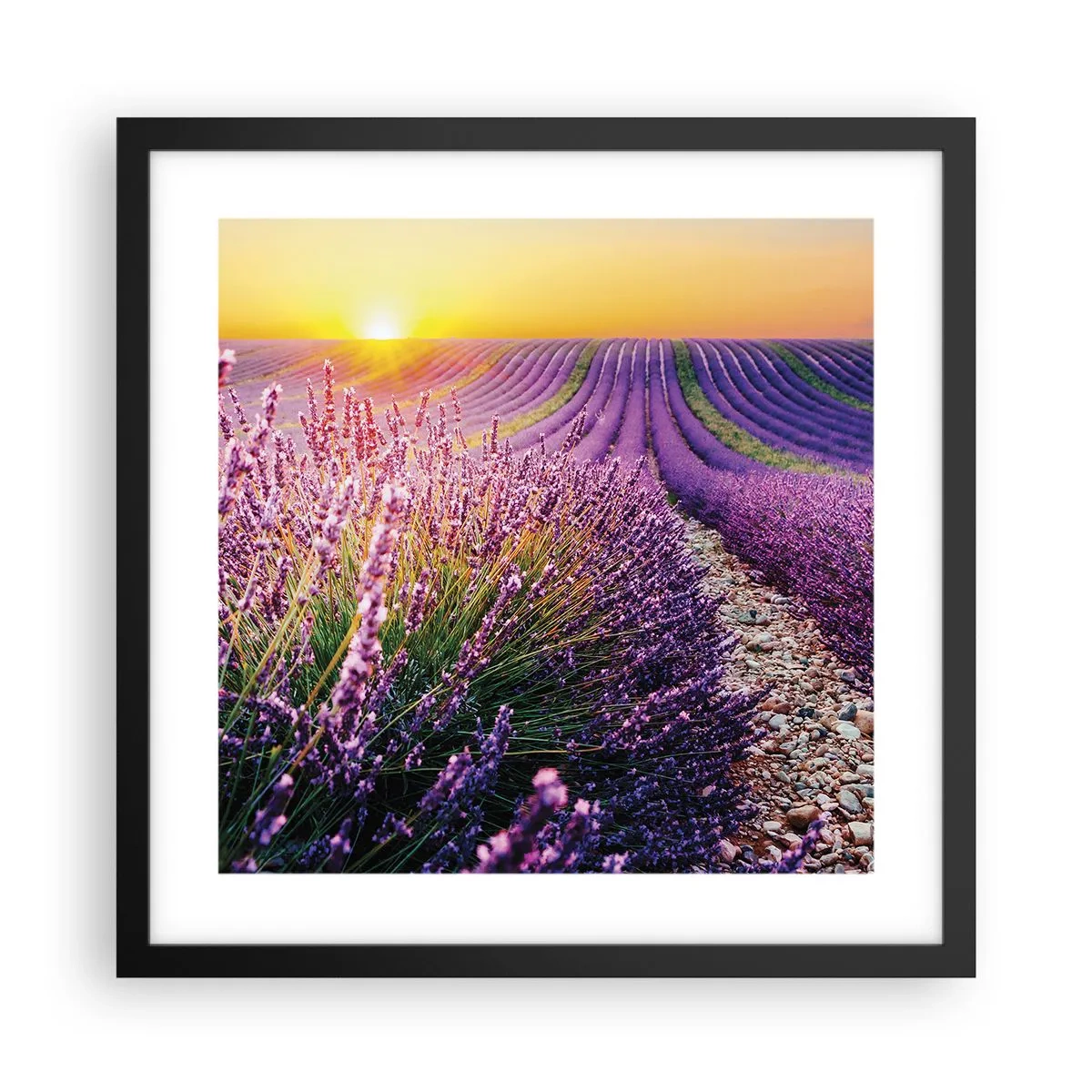 Poster in black frame - Fragrant Field - 40x40 cm