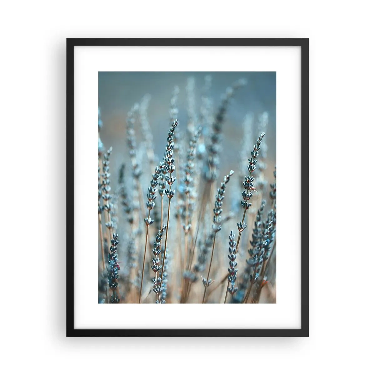Poster in black frame - Fragrant Grass - 40x50 cm