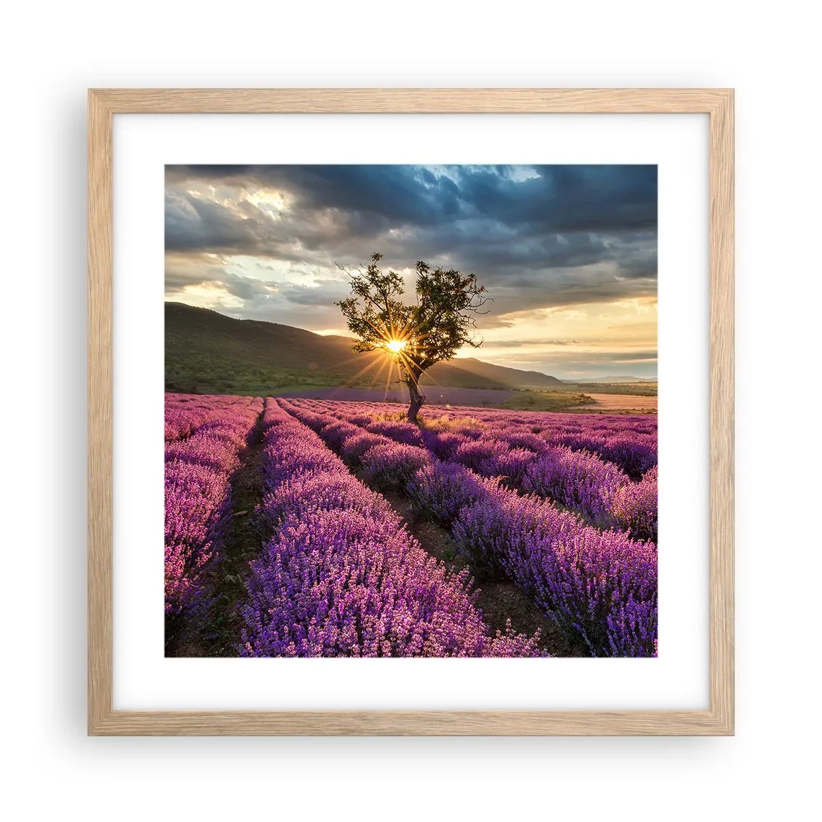 Poster in light oak frame - Lilac Coloured Aroma - 40x40 cm