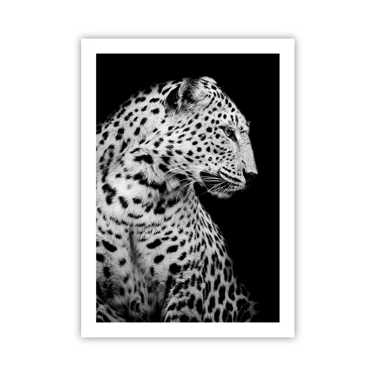 Poster - A Perfect Right Profile  - 50x70 cm