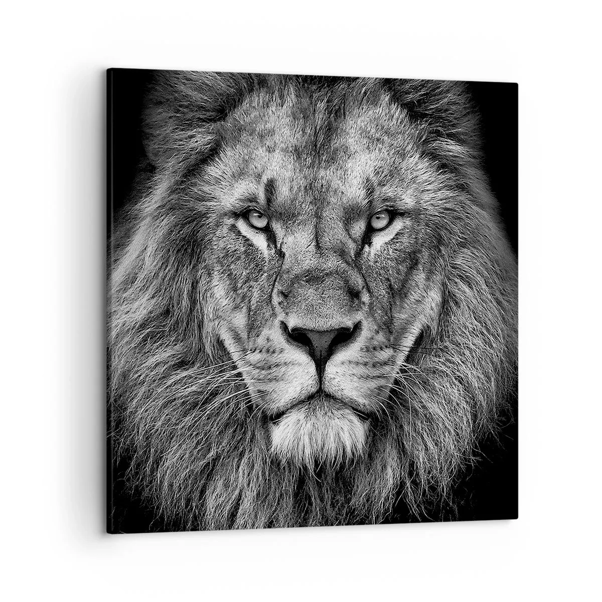 Canvas picture - In Coronation Clothes - 50x50 cm