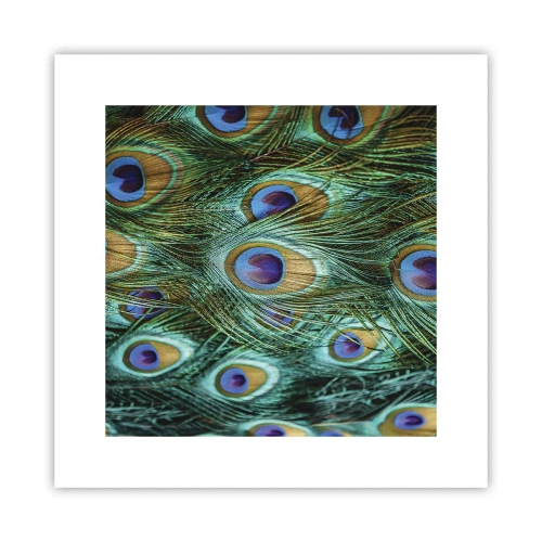 Poster - Peacock Eyes - 30x30 cm
