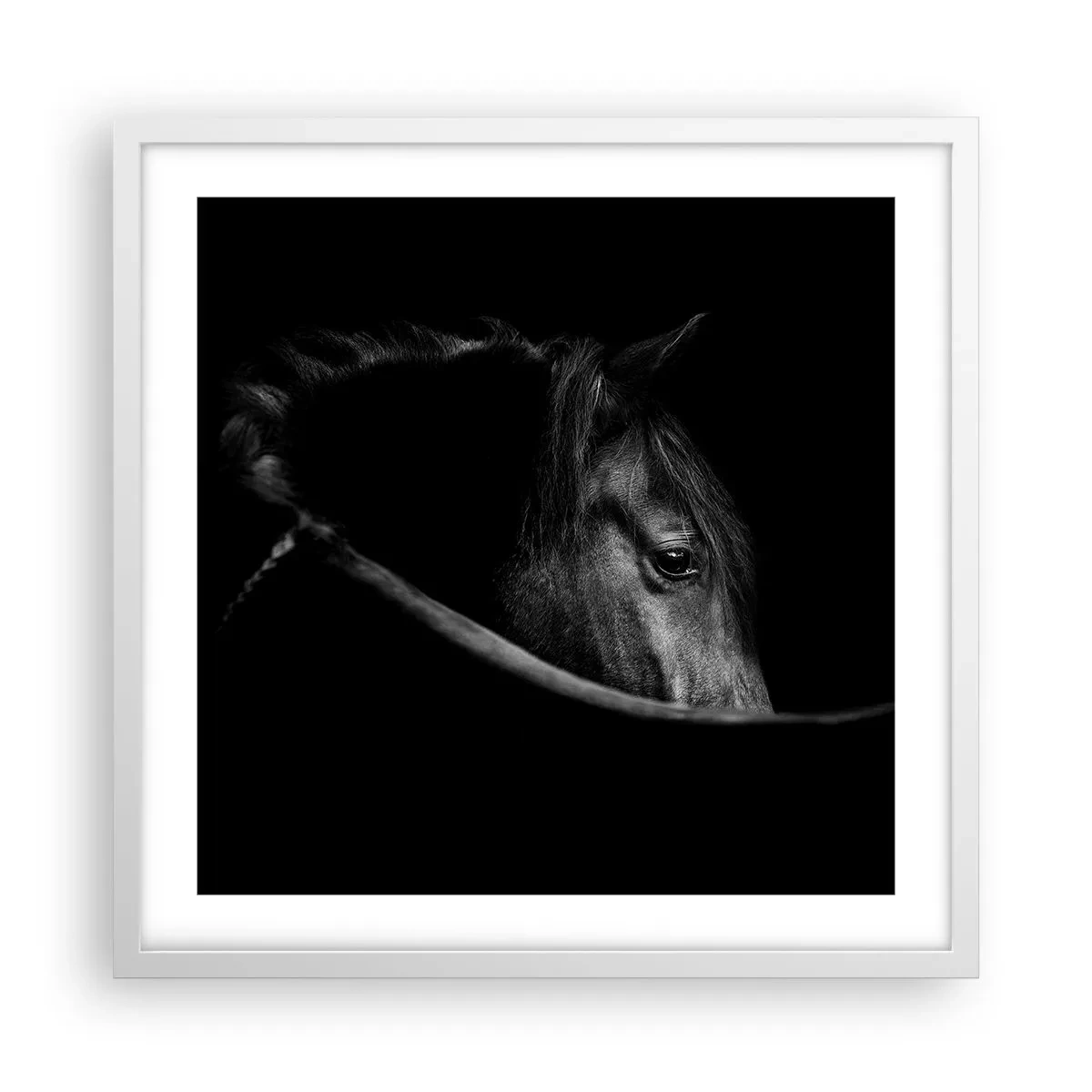 Poster in white frmae - Black Prince - 50x50 cm