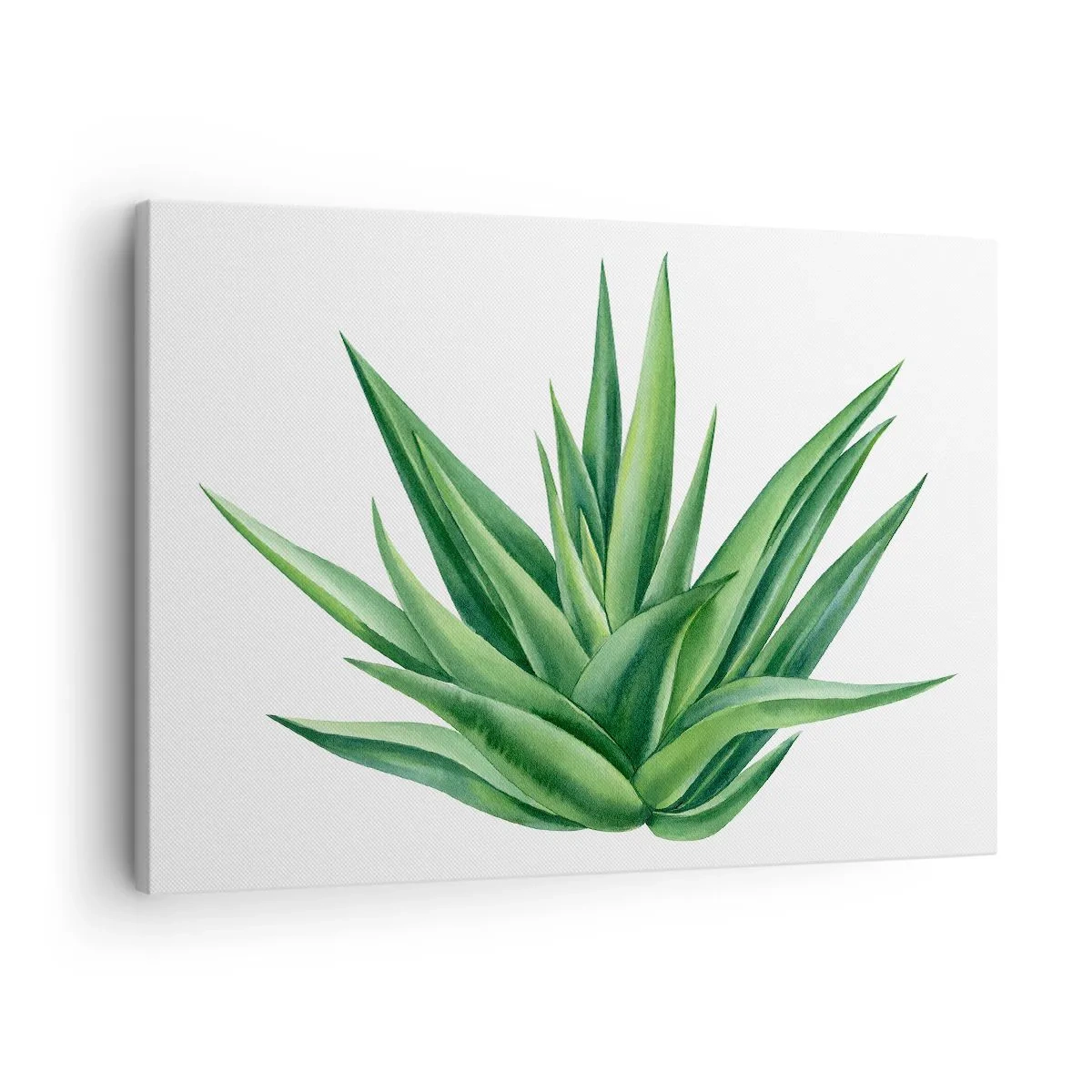 Canvas picture - A juicy green plant on a white background - 70x50cm - Green - Power - Life - Modern wall decoration for the living room and bedroom ARTTOR