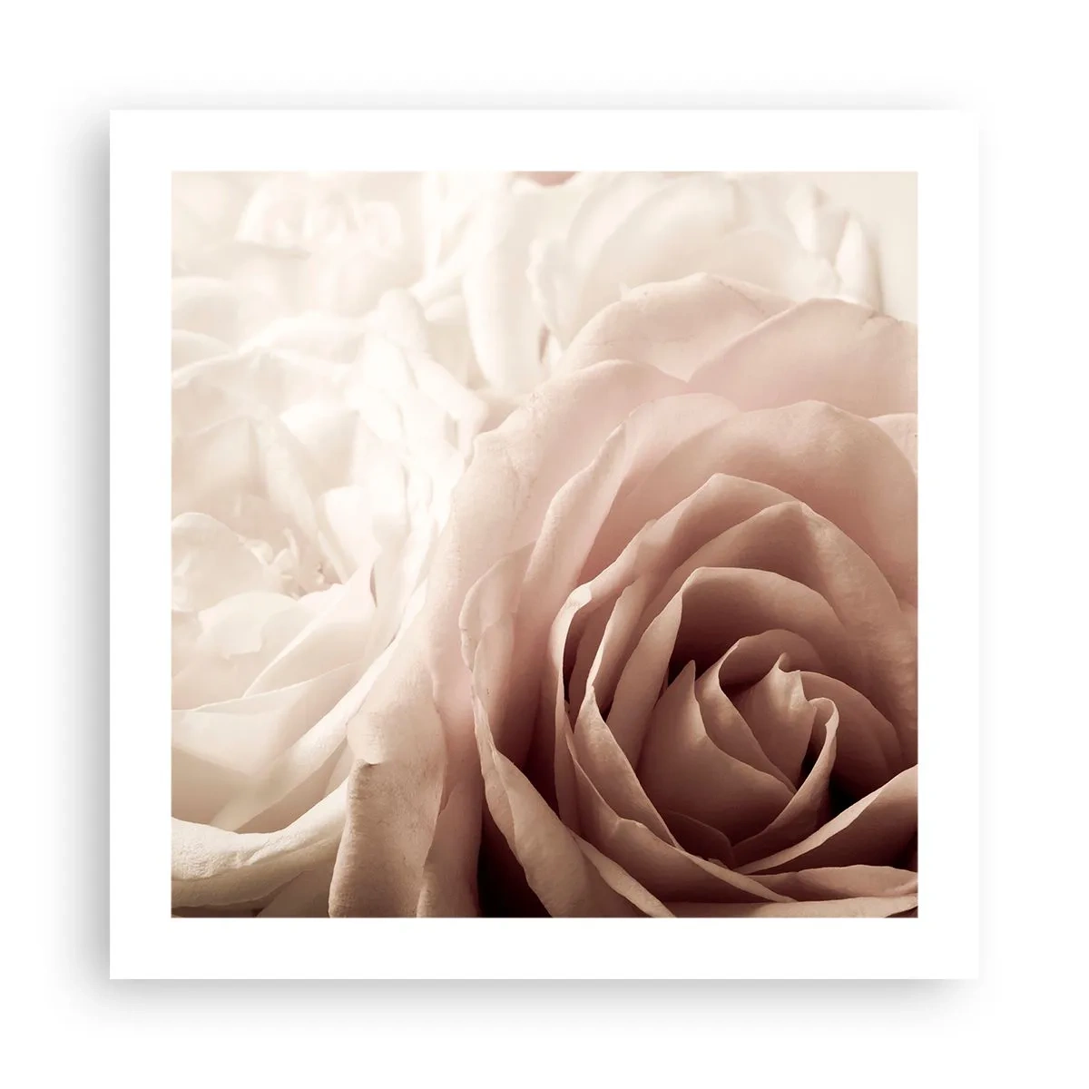 Poster - In the Heart of a Rose - 50x50 cm