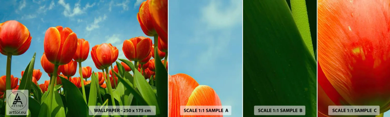 Photo Wallpaper Sample Self-Adhesive Deluxe Sticker - Blue Sky Is All They Need - Flowers, Tulips, Nature - 100x30 cm
