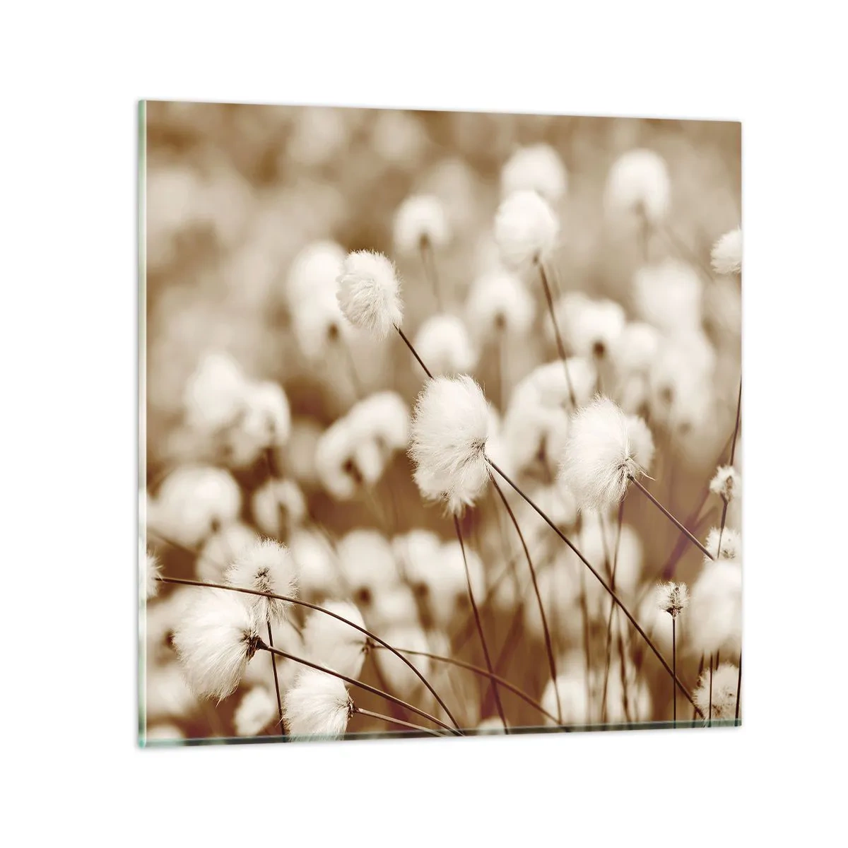 Glass picture - Fluffy field - 30x30 cm