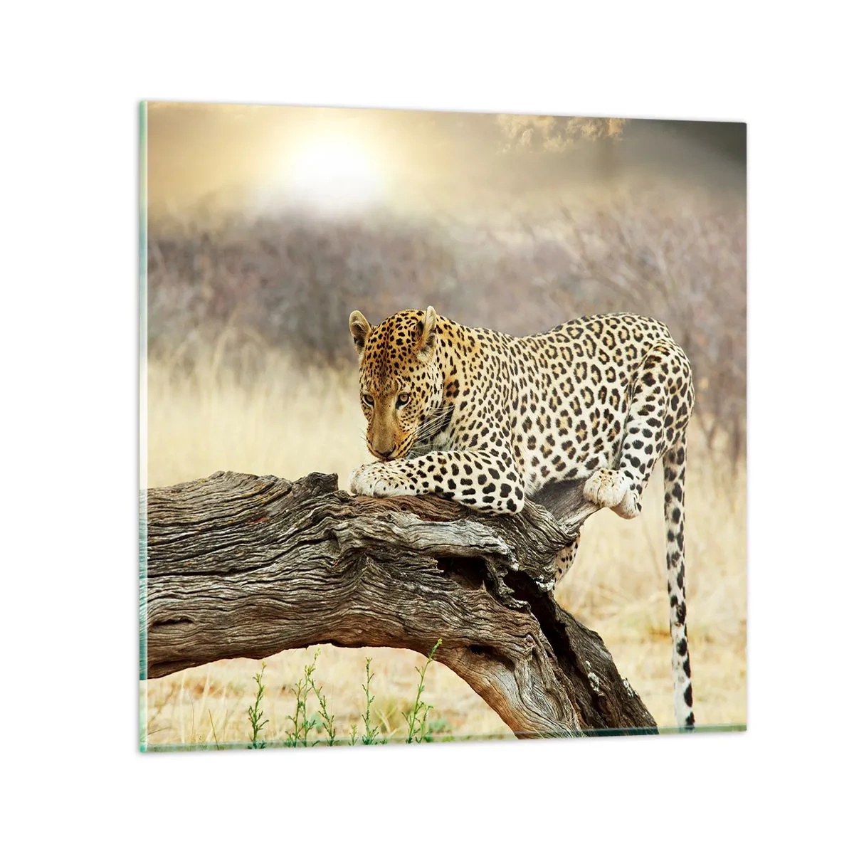 Glass picture - I Mark My Own Path - 70x70 cm