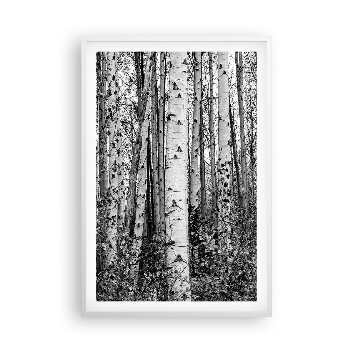 Poster in white frmae - Birch Colonnade - 61x91 cm
