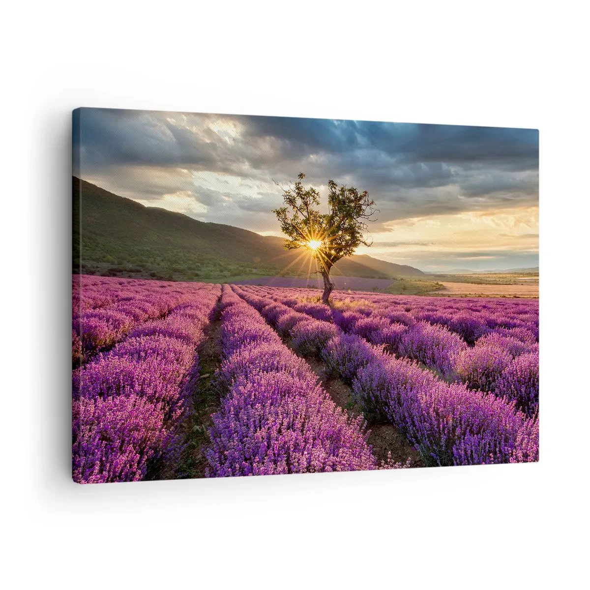 Canvas picture - A lavender field with a lone tree at sunset - 70x50cm - Lilac Coloured Aroma - Modern wall decoration for the living room and bedroom ARTTOR