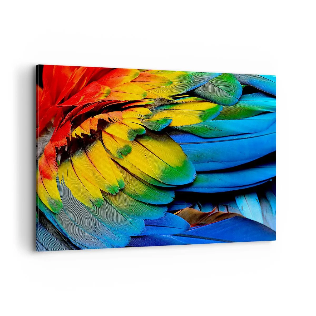 Canvas picture - Bird Of Paradise - 100x70 cm