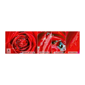 Photo Wallpaper Sample Premium Canvas - In Dew Drops - Flowers, Red Rose, Love - 100x30 cm