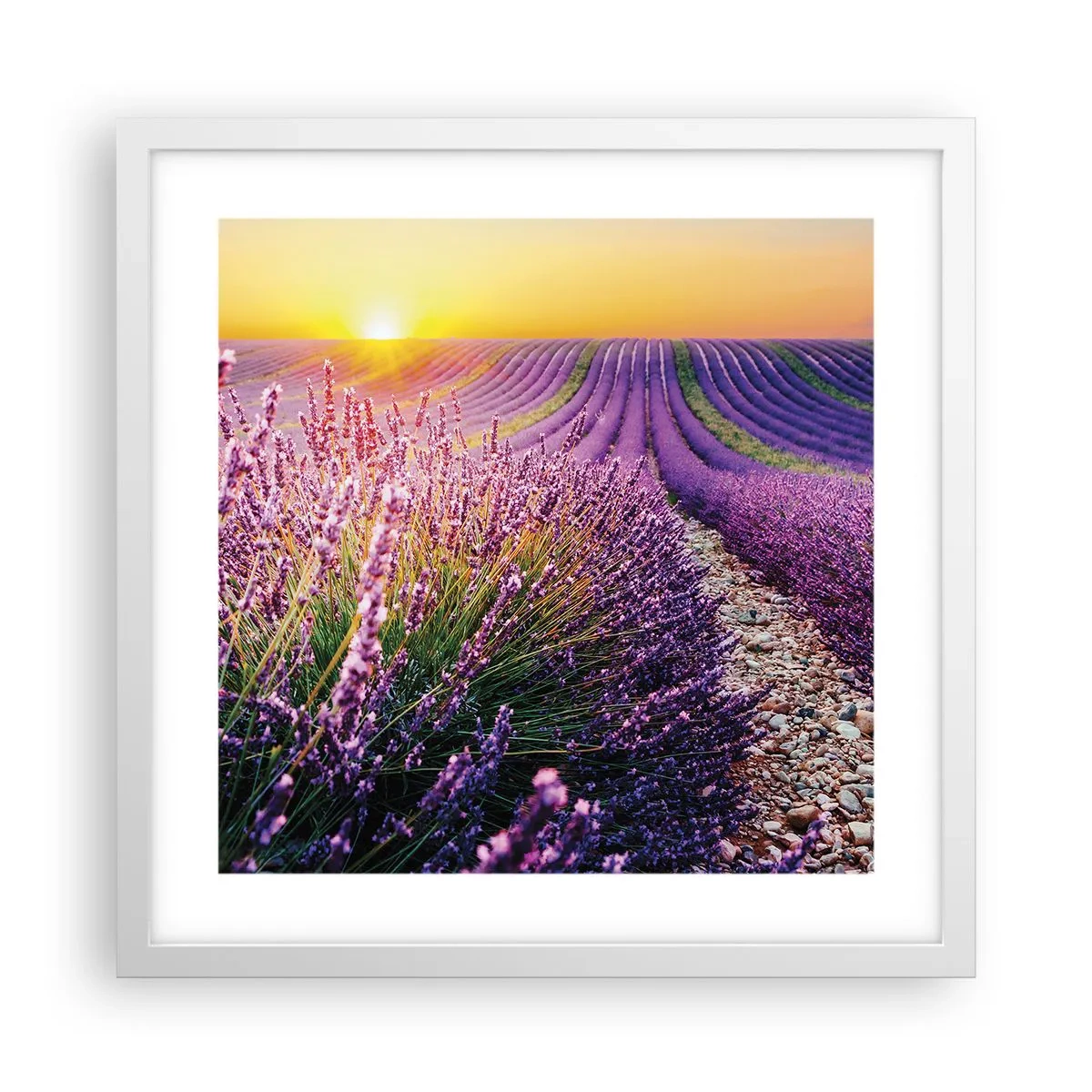 Poster in white frmae - Fragrant Field - 40x40 cm