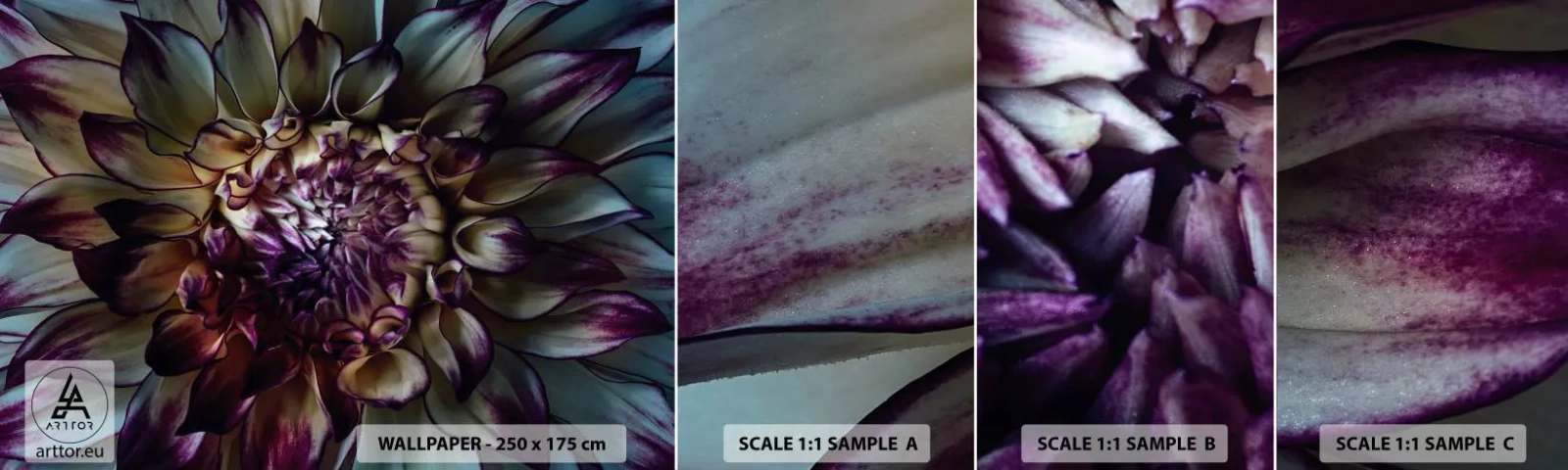 Photo Wallpaper Sample Self-Adhesive Deluxe Sticker - The Blossoming of Youth - Flowers, Dahlia, Blooming Flower - 100x30 cm